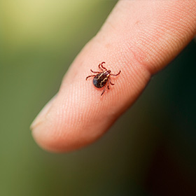 Lyme Disease: What You Need to Know