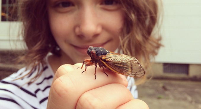 Cicada Anxiety