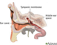 ADAM - normal ear anatomy
