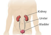 Diagrame of male anatomy and kidneys